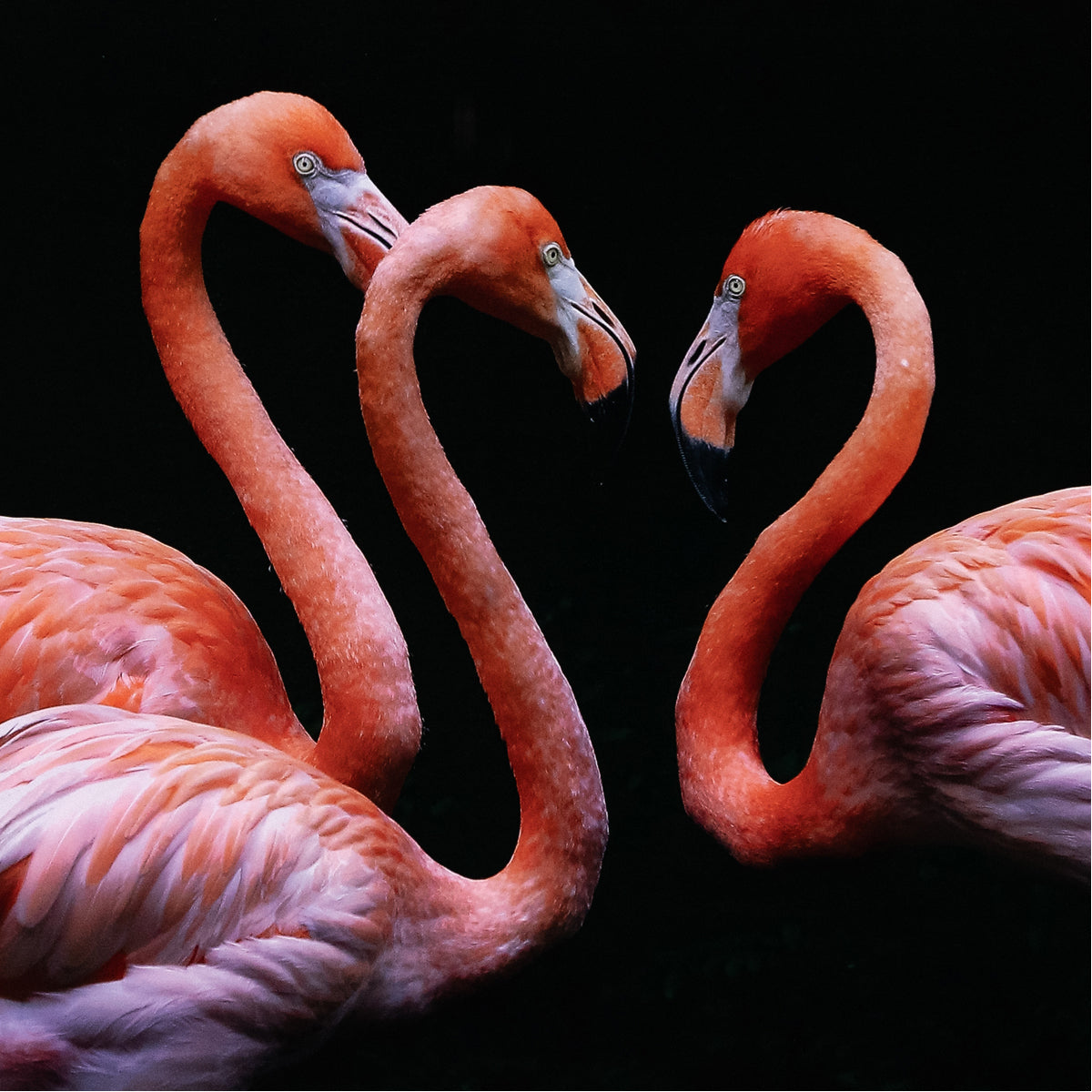 Four Hands Art Studio Trois flamants roses par Getty Images