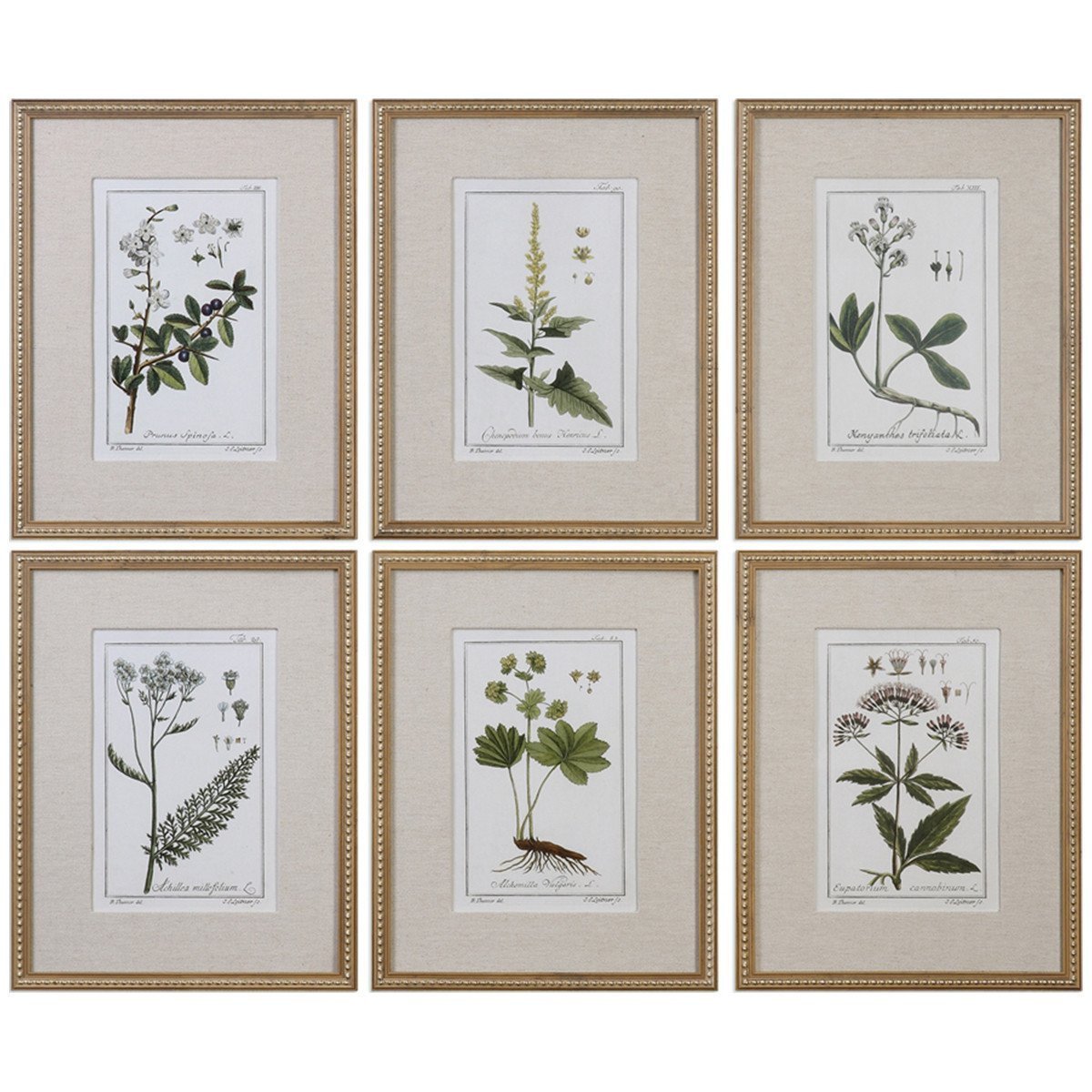 Ensemble de 6 impressions botaniques florales vertes les plus pures