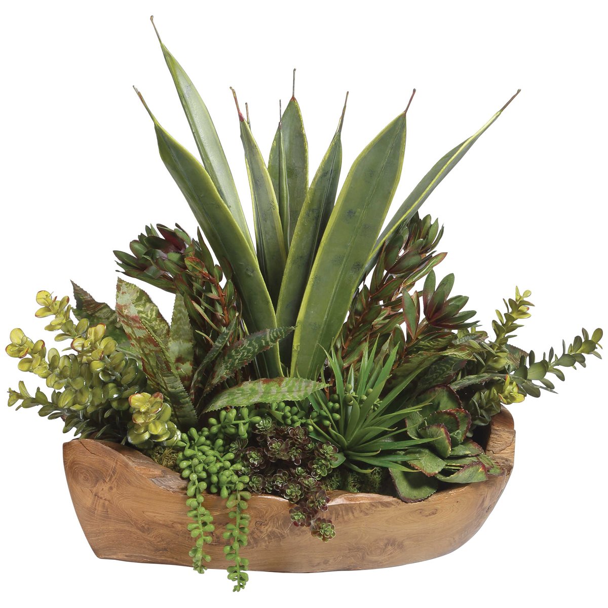 Plantes succulentes Salar dans un bol en teck