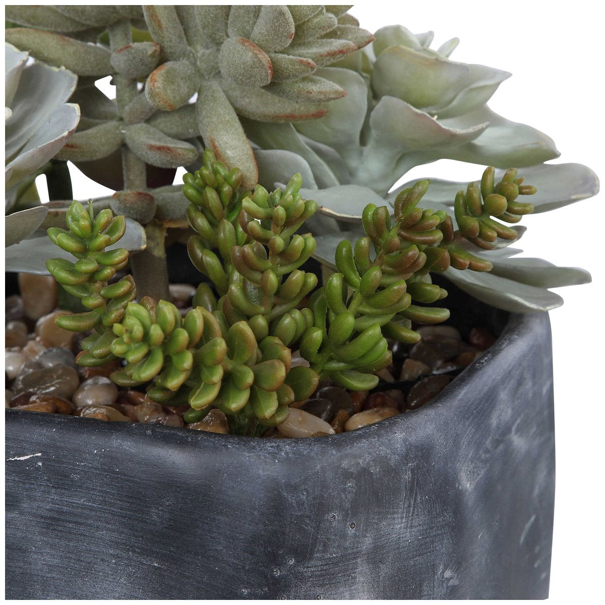 Succulentes du jardin du désert d'Alverio