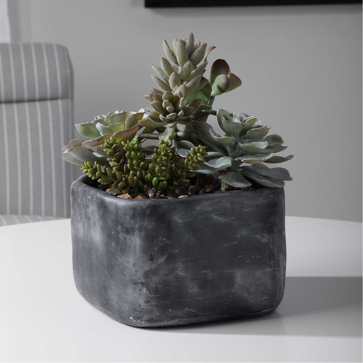 Succulentes du jardin du désert d'Alverio