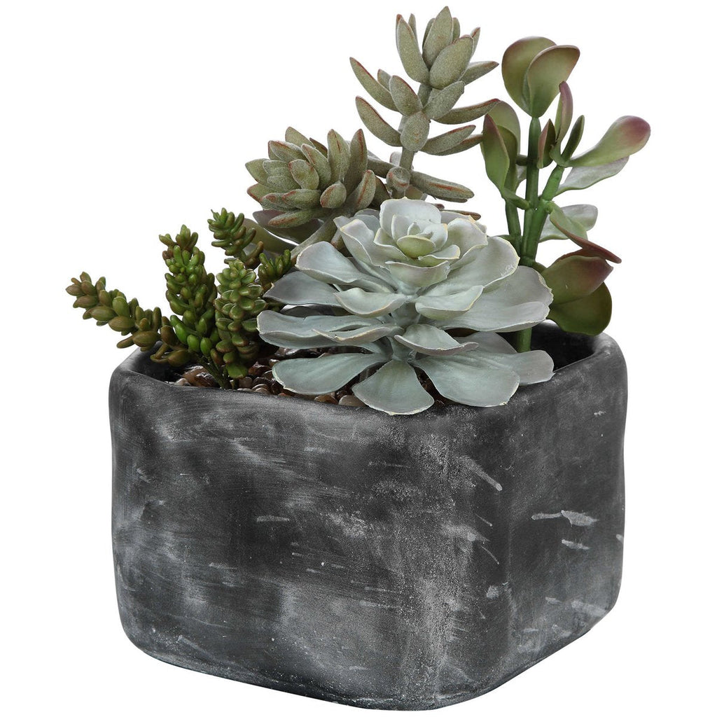 Succulentes du jardin du désert d'Alverio