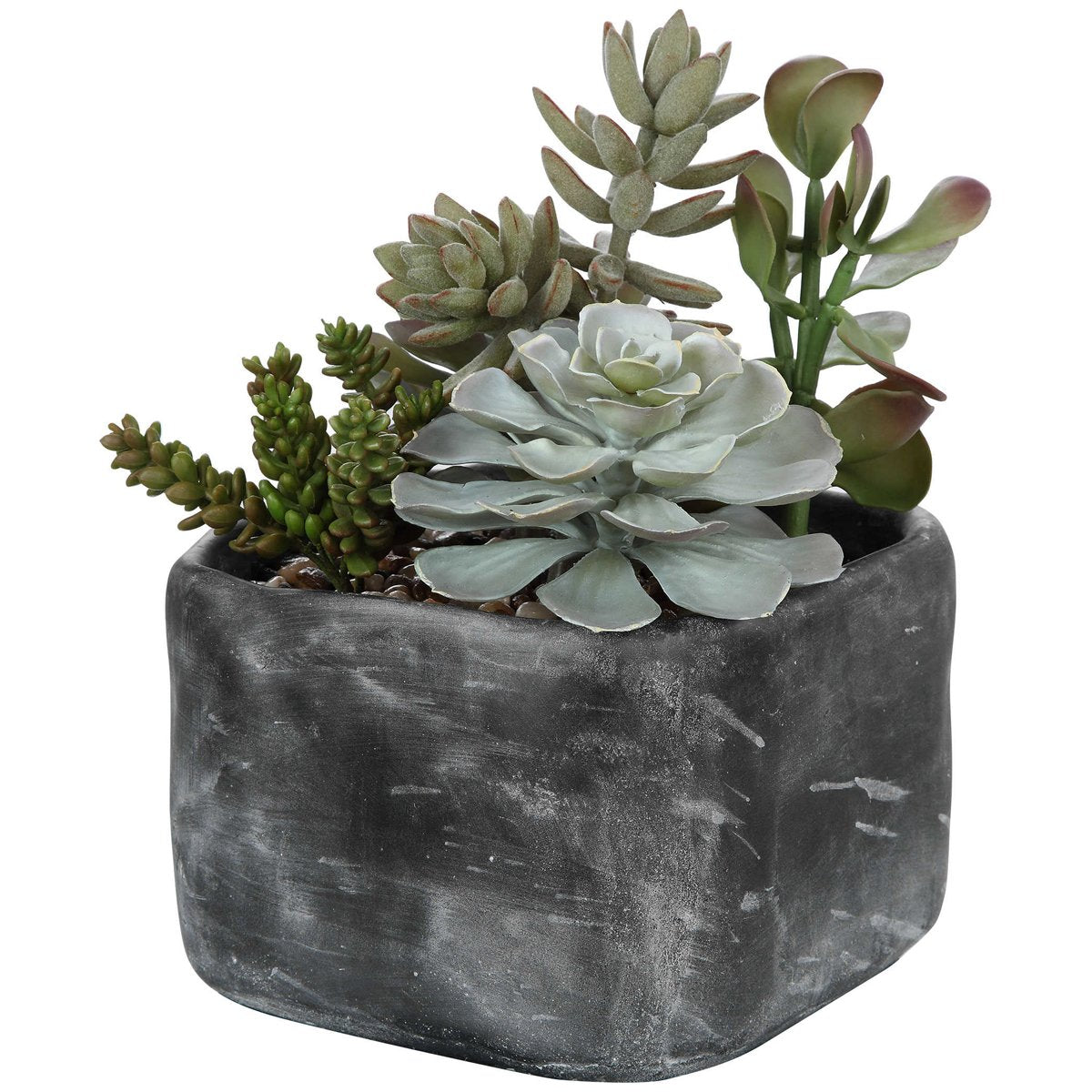 Succulentes du jardin du désert d'Alverio