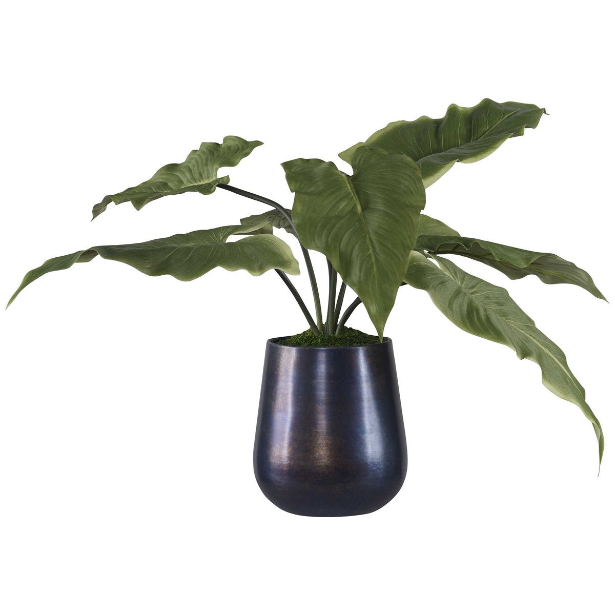 Plante d'accentuation Mari Calla de toute beauté