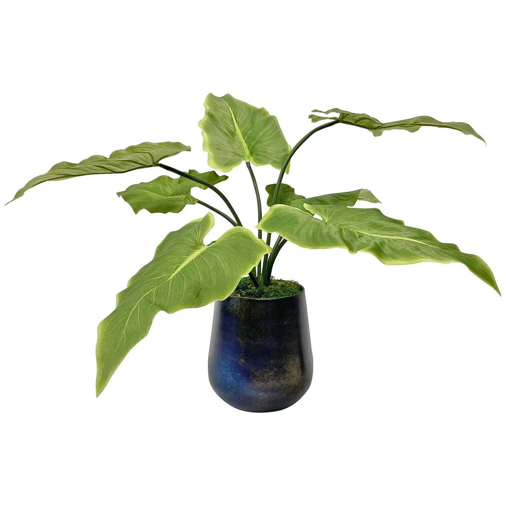 Plante d'accentuation Mari Calla de toute beauté