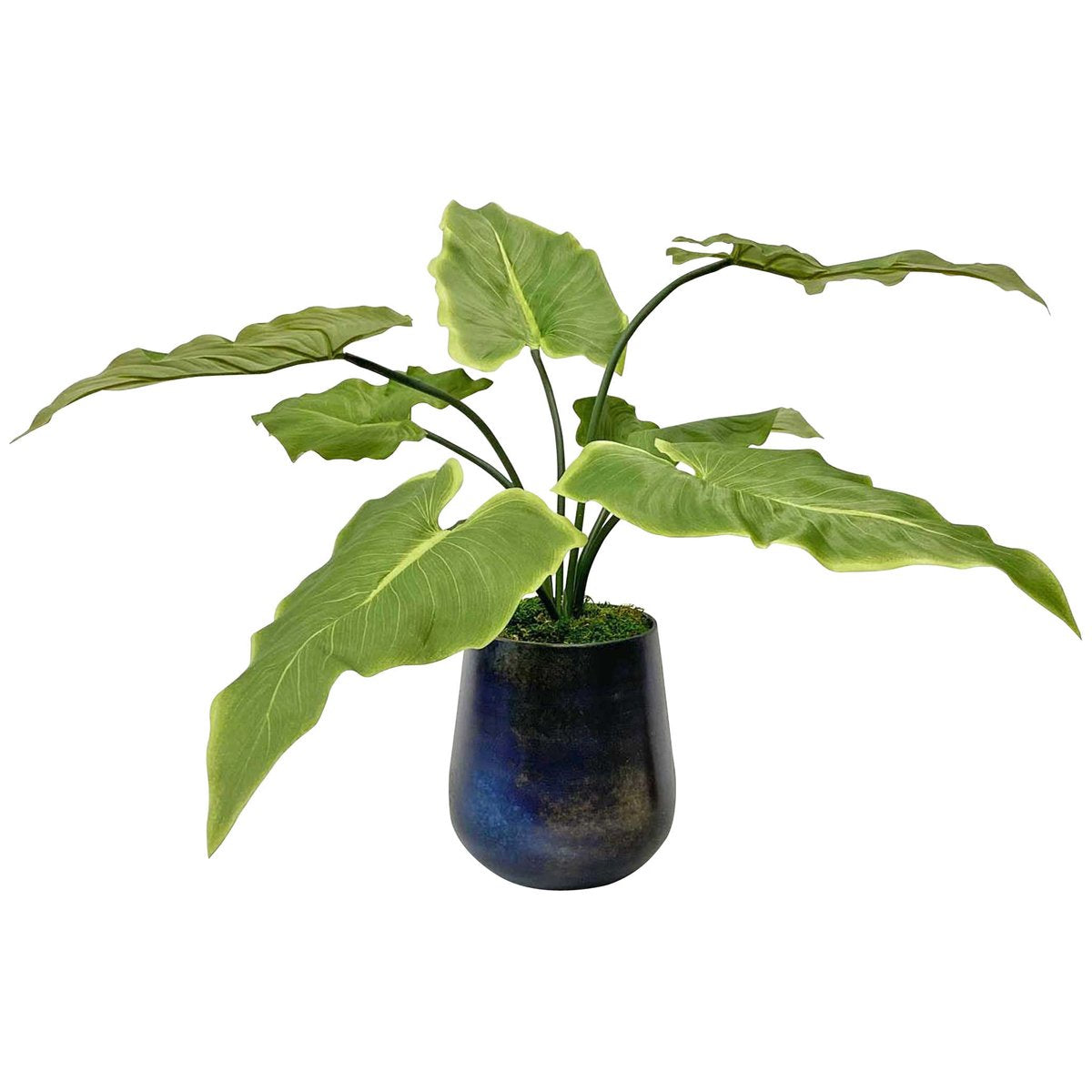 Plante d'accentuation Mari Calla de toute beauté