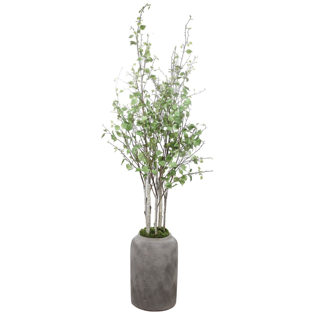Bouleau de rivière en pot d'Uttermost Aldis