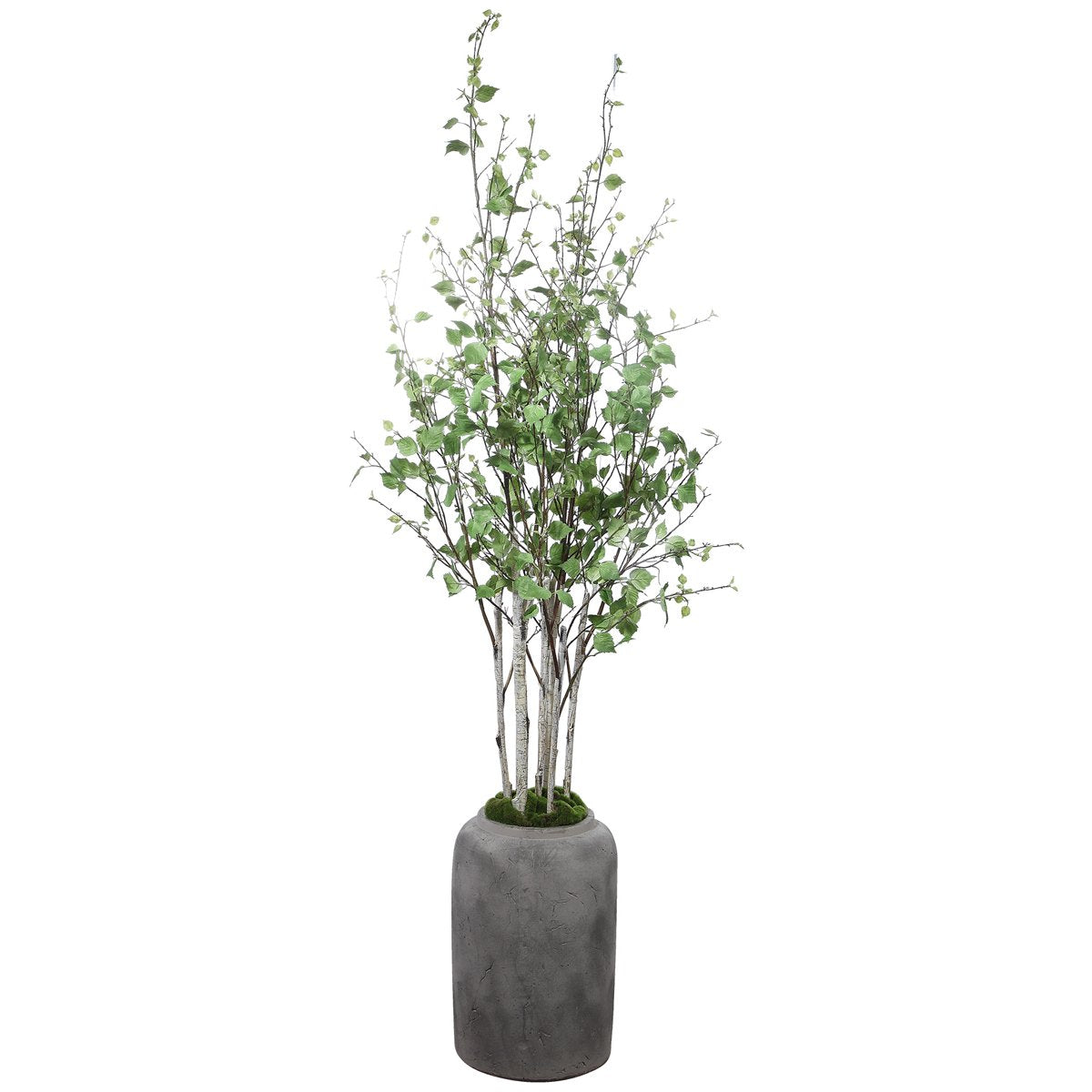 Bouleau de rivière en pot d'Uttermost Aldis