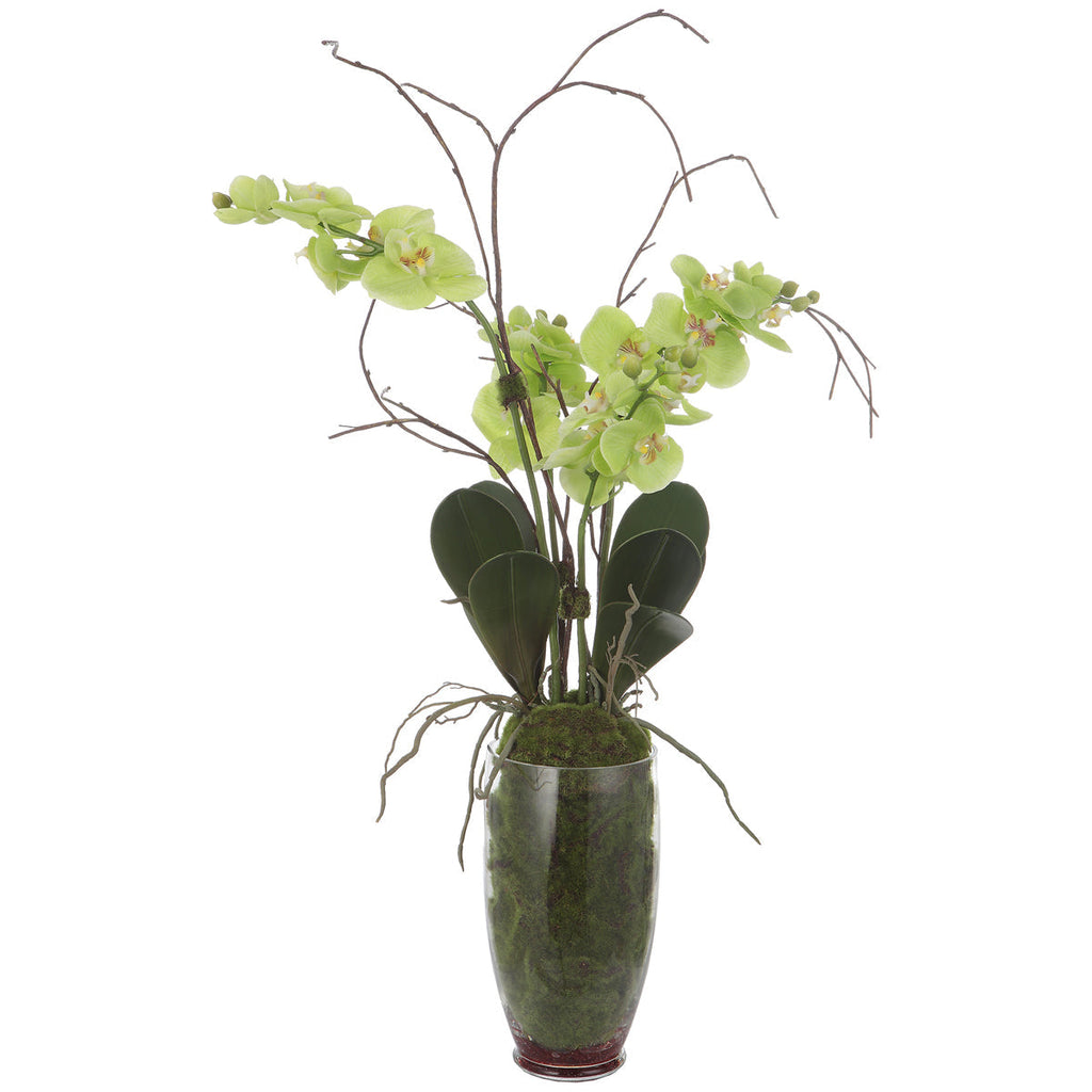 Orchidée Valdive suprême
