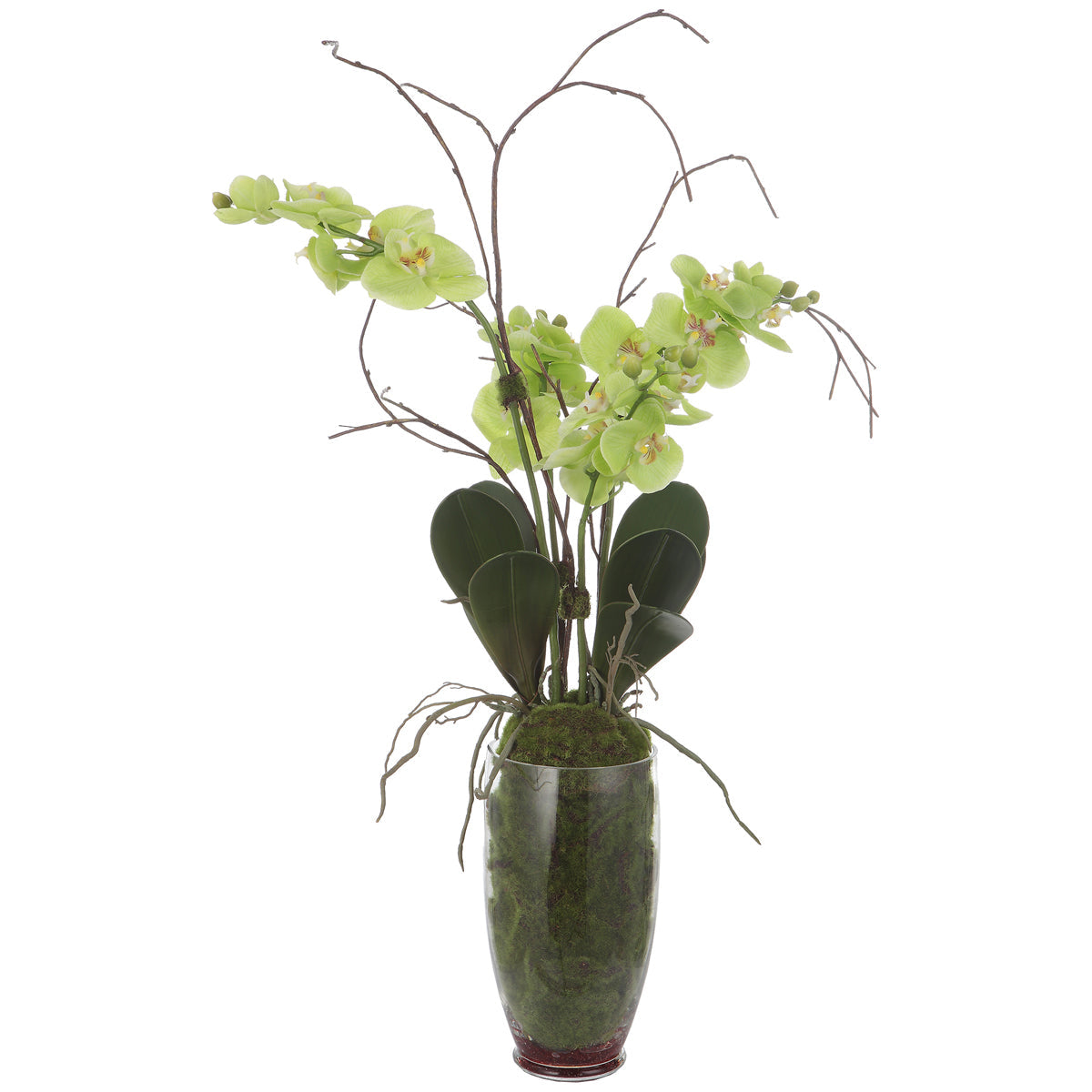 Orchidée Valdive suprême