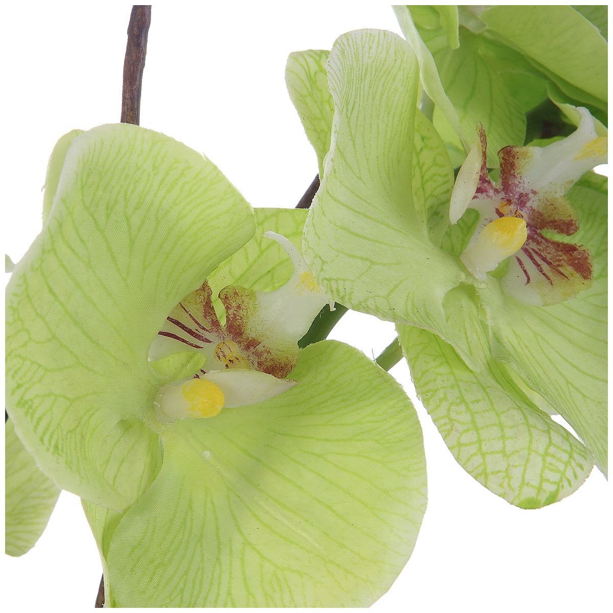 Orchidée Valdive suprême