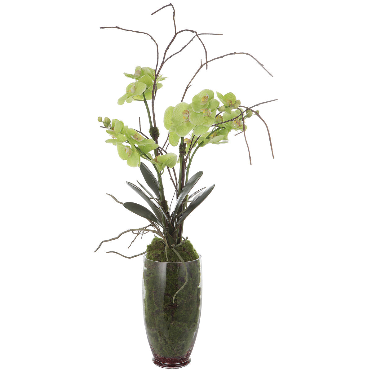 Orchidée Valdive suprême
