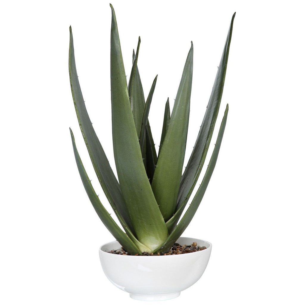 Jardinière d'aloès Evarado de la plus haute qualité