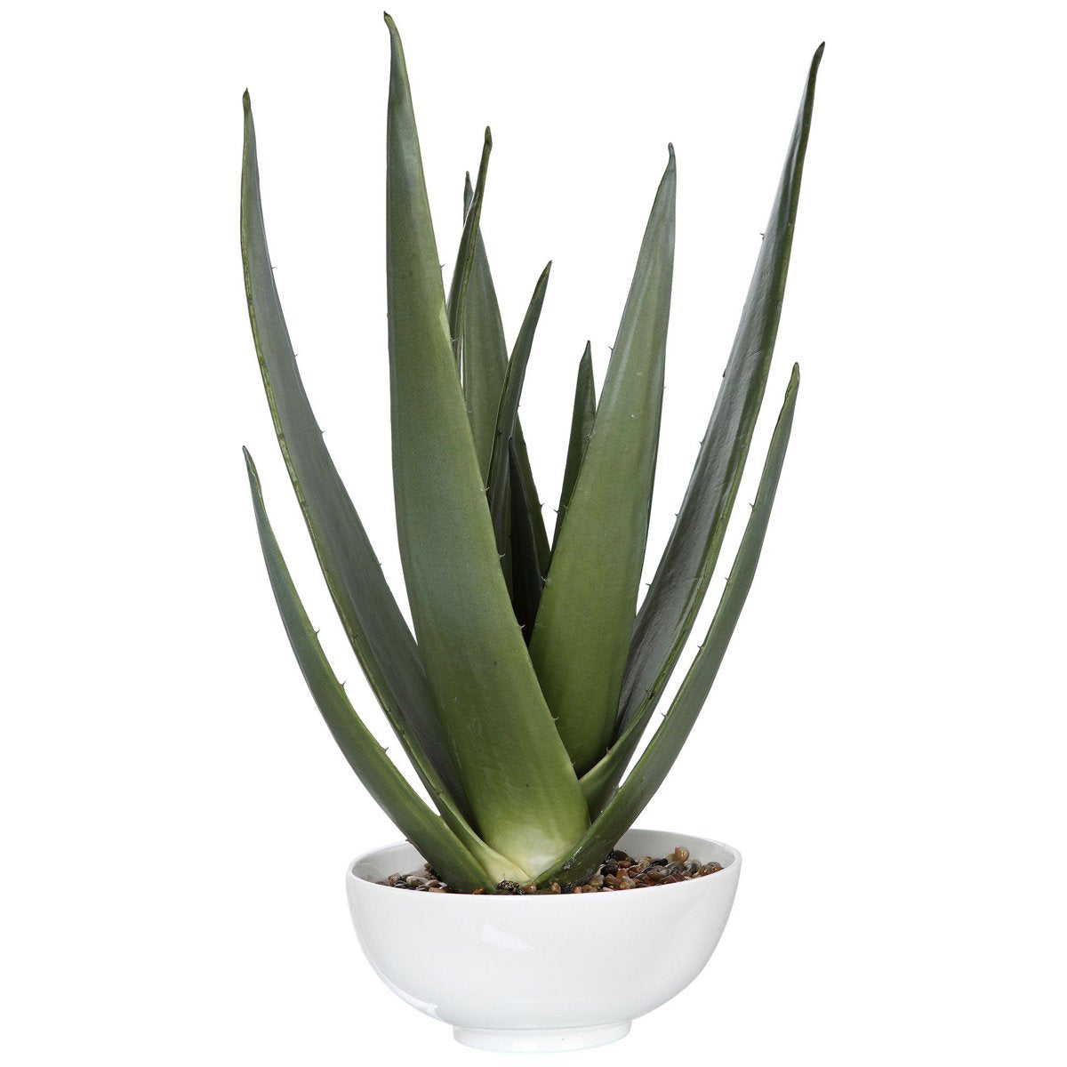 Jardinière d'aloès Evarado de la plus haute qualité
